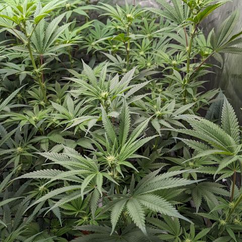 Durban Poison growlog timeline photo