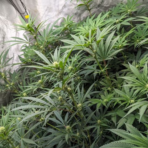 Durban Poison growlog timeline photo