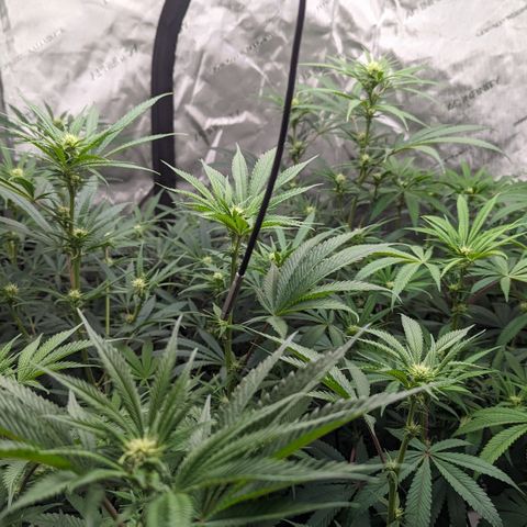 Durban Poison growlog timeline photo