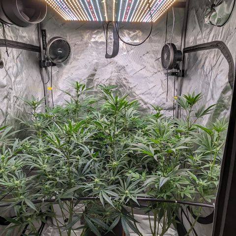 Durban Poison growlog timeline photo