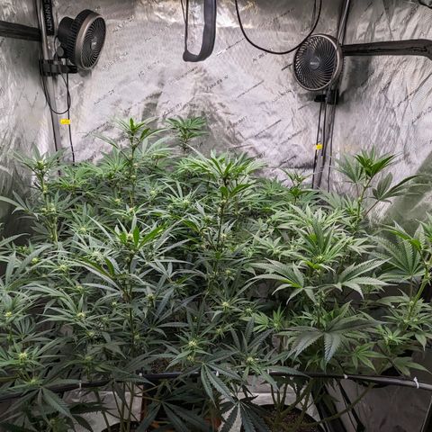 Durban Poison growlog timeline photo