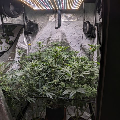 Durban Poison growlog timeline photo