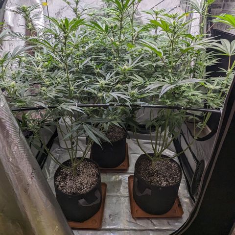 Durban Poison growlog timeline photo