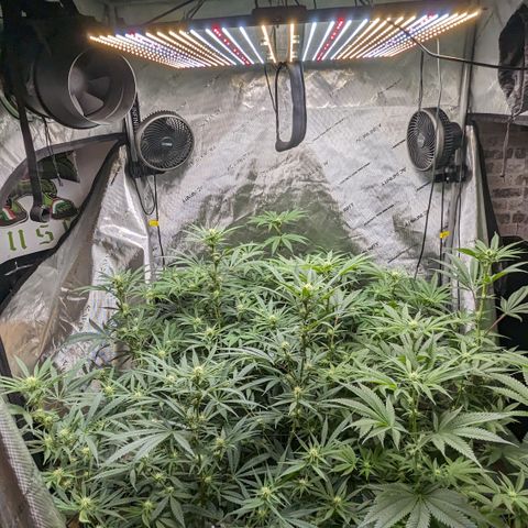 Durban Poison growlog timeline photo
