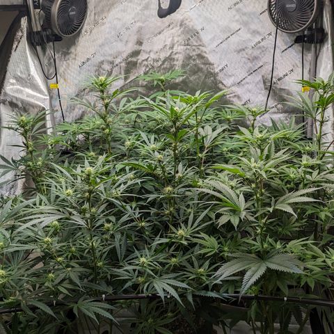 Durban Poison growlog timeline photo