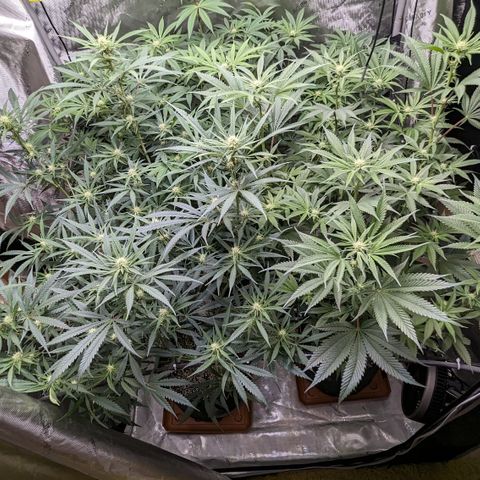 Durban Poison growlog timeline photo