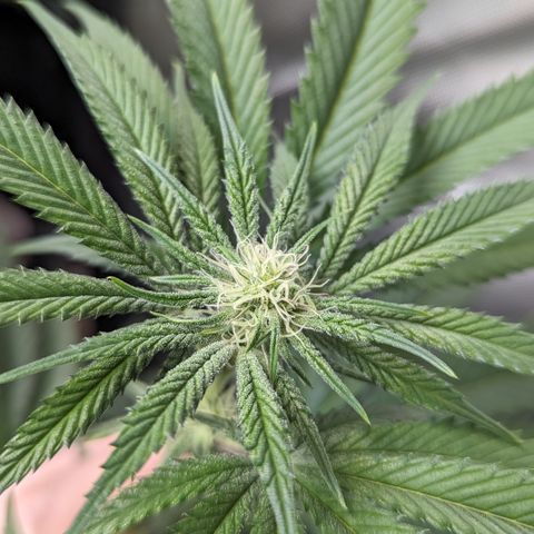 Durban Poison growlog timeline photo