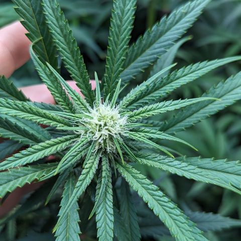 Durban Poison growlog timeline photo
