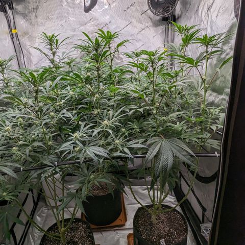 Durban Poison growlog timeline photo