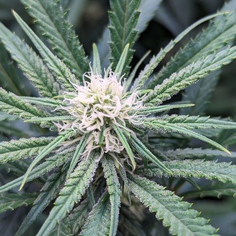 Durban Poison growlog timeline photo