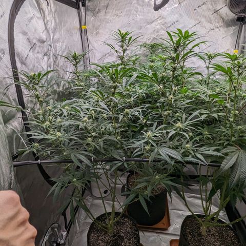 Durban Poison growlog timeline photo