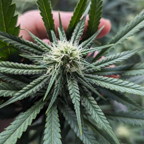 Durban Poison growlog timeline photo