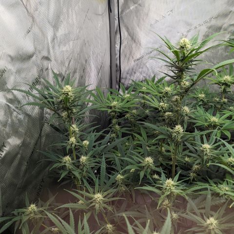 Durban Poison growlog timeline photo