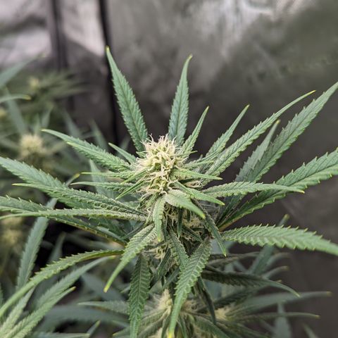 Durban Poison growlog timeline photo