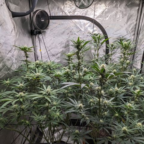 Durban Poison growlog timeline photo