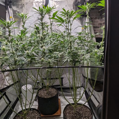 Durban Poison growlog timeline photo