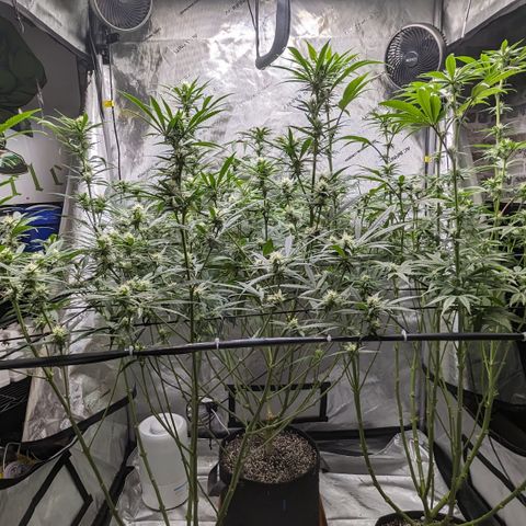 Durban Poison growlog timeline photo
