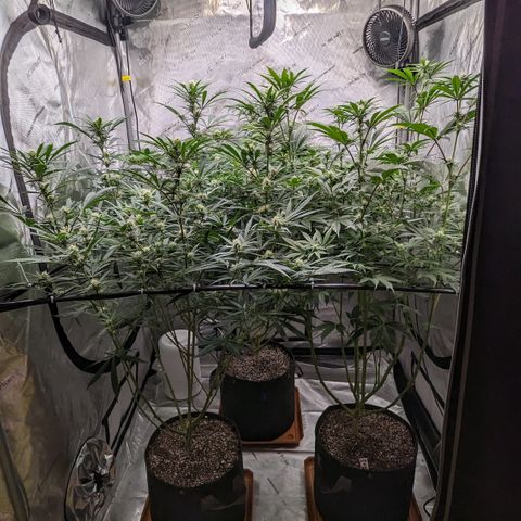 Durban Poison growlog timeline photo