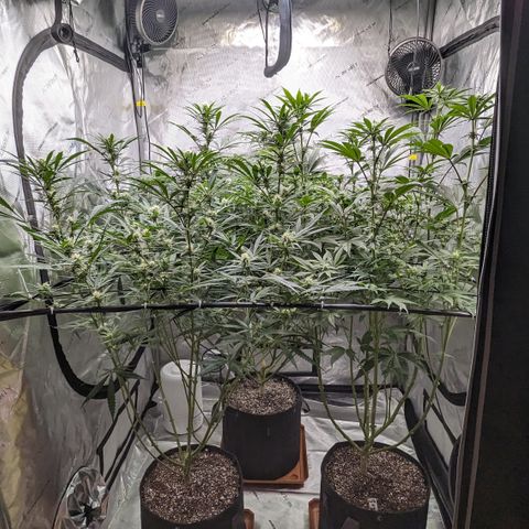 Durban Poison growlog timeline photo