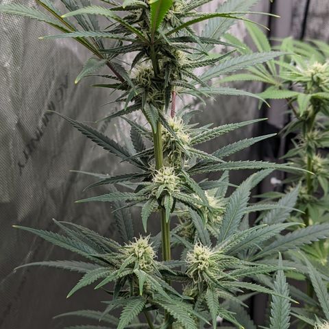 Durban Poison growlog timeline photo