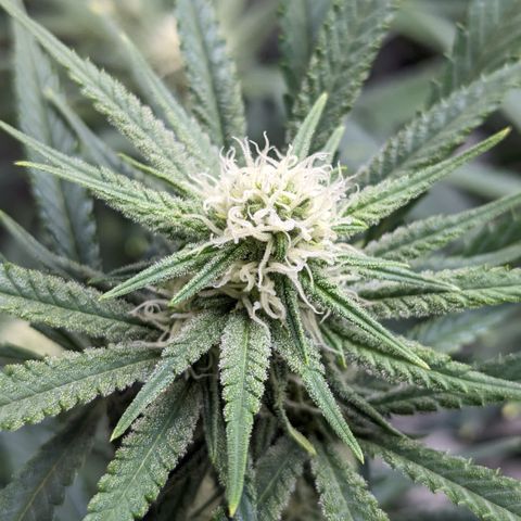 Durban Poison growlog timeline photo
