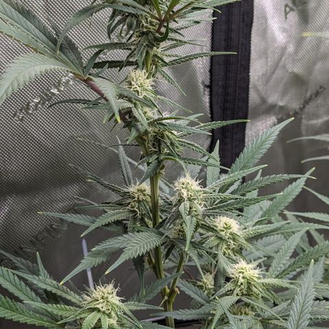 Durban Poison growlog timeline photo