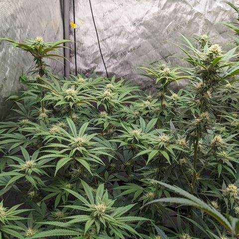 Durban Poison growlog timeline photo