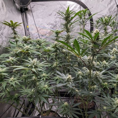 Durban Poison growlog timeline photo