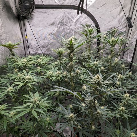 Durban Poison growlog timeline photo