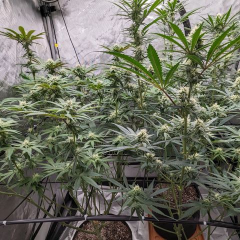 Durban Poison growlog timeline photo