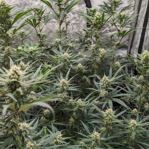 Durban Poison growlog timeline photo
