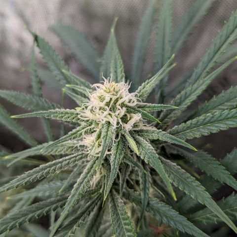 Durban Poison growlog timeline photo