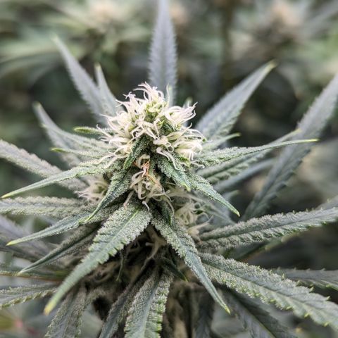 Durban Poison growlog timeline photo