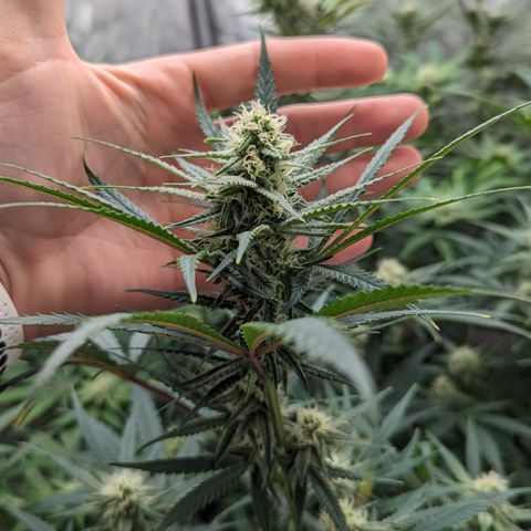 Durban Poison growlog timeline photo
