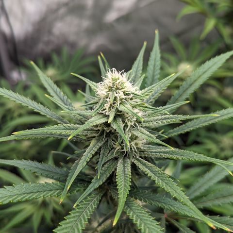 Durban Poison growlog timeline photo