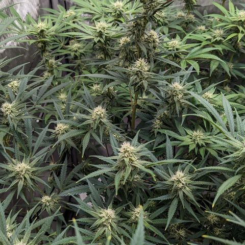 Durban Poison growlog timeline photo