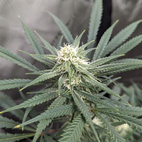 Durban Poison growlog timeline photo