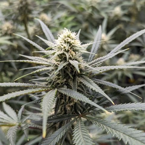 Durban Poison growlog timeline photo