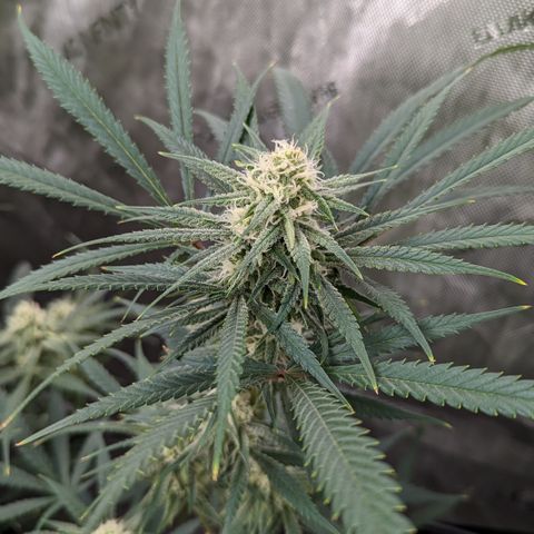 Durban Poison growlog timeline photo