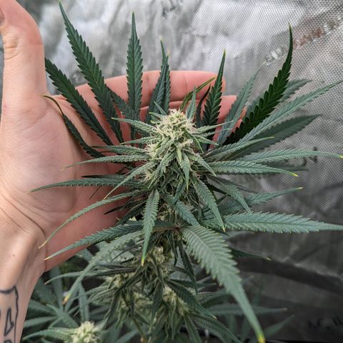 Durban Poison growlog timeline photo