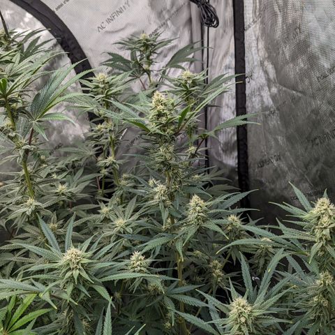 Durban Poison growlog timeline photo
