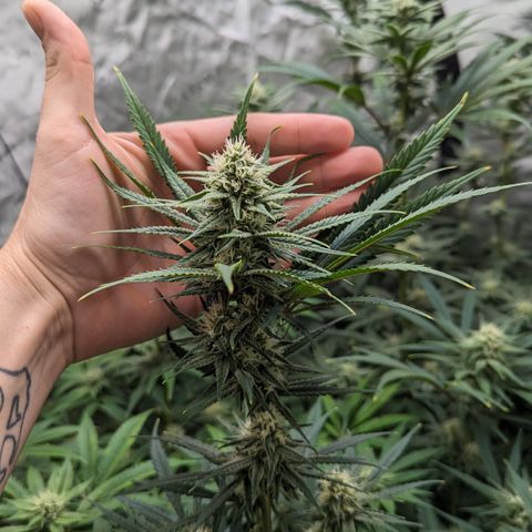 Durban Poison growlog timeline photo