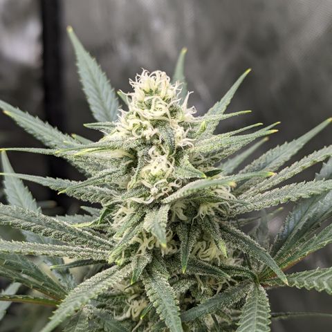 Durban Poison growlog timeline photo
