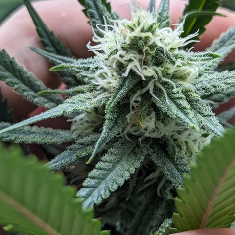 Durban Poison growlog timeline photo