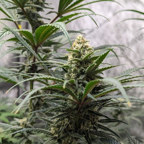 Durban Poison growlog timeline photo