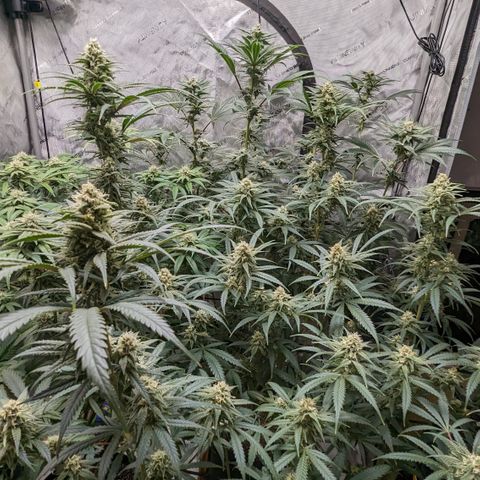 Durban Poison growlog timeline photo