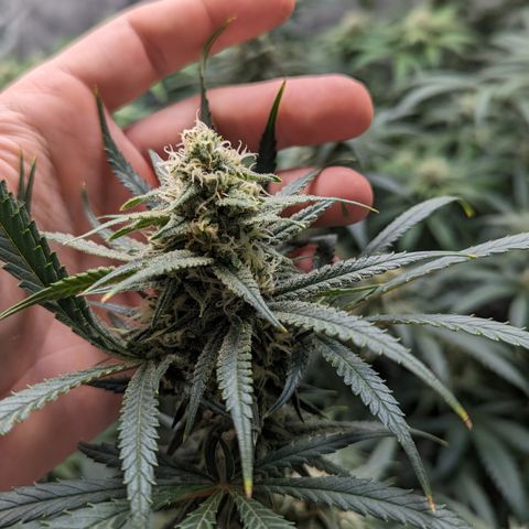 Durban Poison growlog timeline photo
