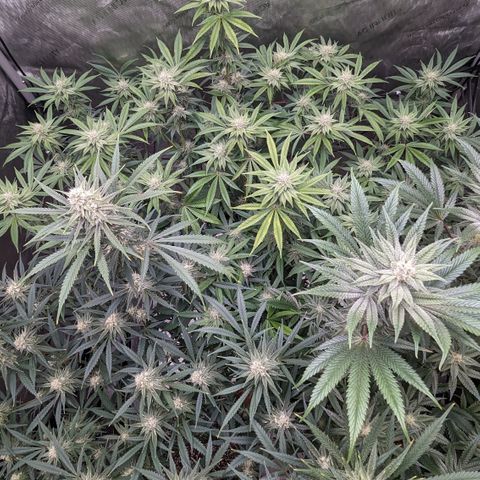 Durban Poison growlog timeline photo