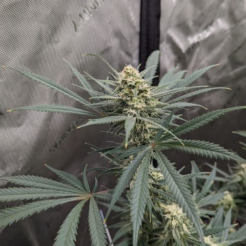 Durban Poison growlog timeline photo