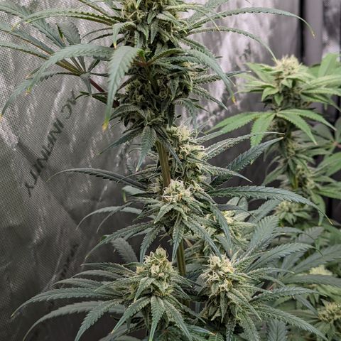 Durban Poison growlog timeline photo